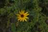 narrowleafsunflower_small.jpg