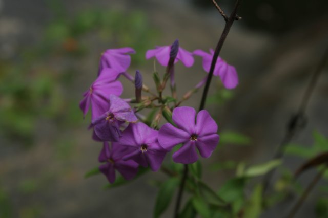 phlox.jpg
