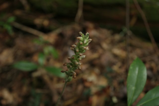 spentbloomsonrattlesnakeplantain.jpg