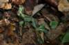 rattlesnakeplantain_small.jpg