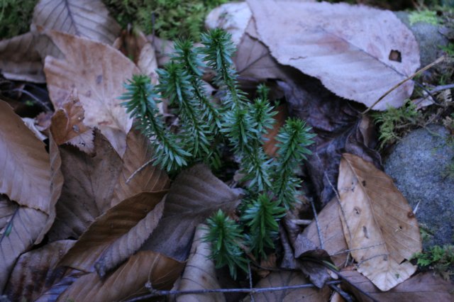 clubmoss.jpg