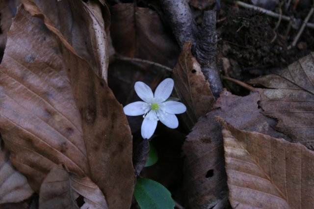 hepatica.jpg