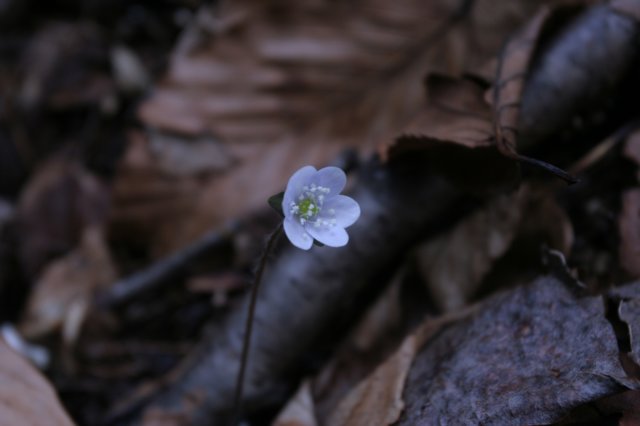 hepatica2.jpg