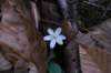 hepatica_small.jpg