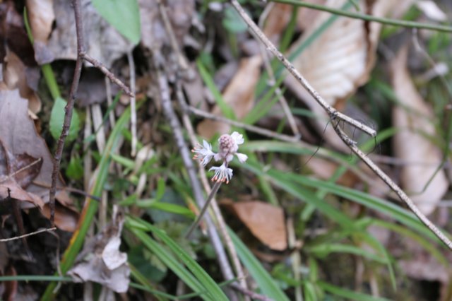 foamflower.jpg
