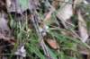 foamflower_small.jpg