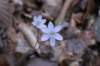 hepatica_small.jpg