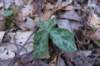 leaftrillium_small.jpg