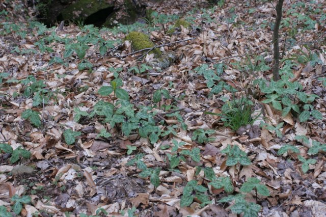 seaoftrillium.jpg