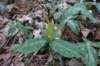 yellowtrillium_small.jpg