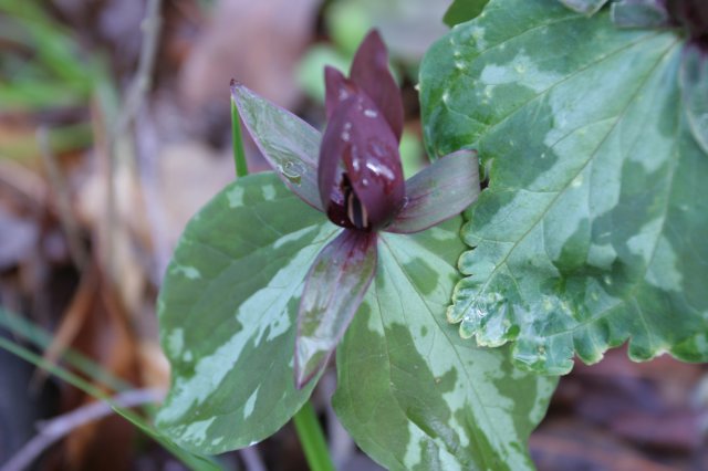 sweetbetsytrillium.jpg