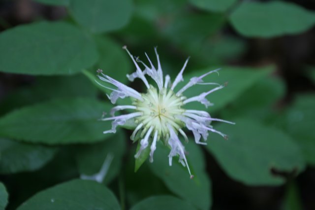 basilbeebalm.jpg