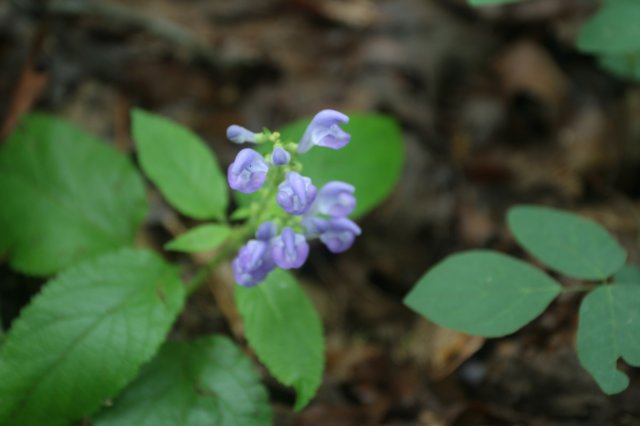 downyskullcap.jpg