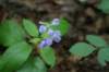 downyskullcap_small.jpg