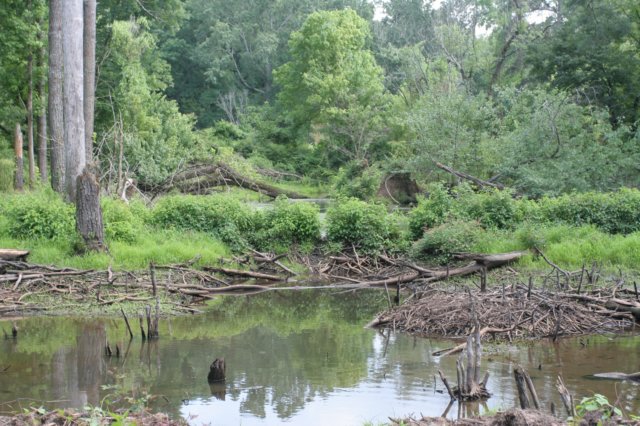 reallynicebeaverdam.jpg