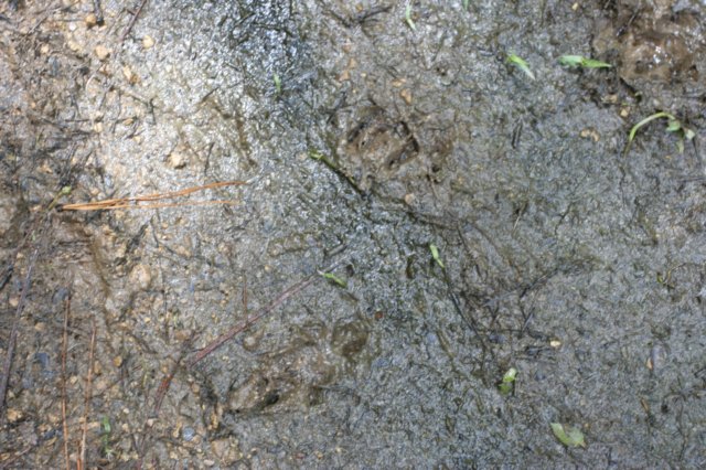 tracks.jpg