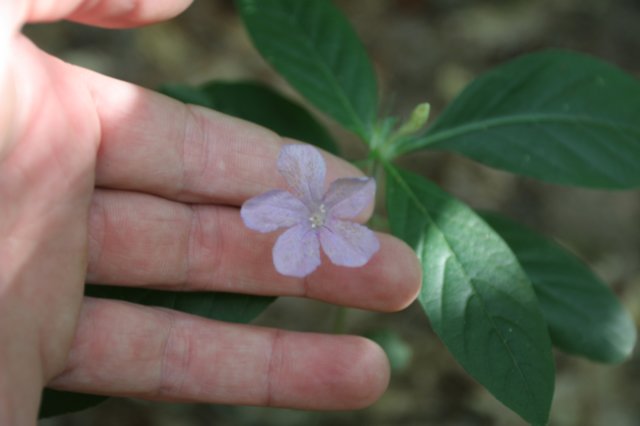 ruellia.jpg