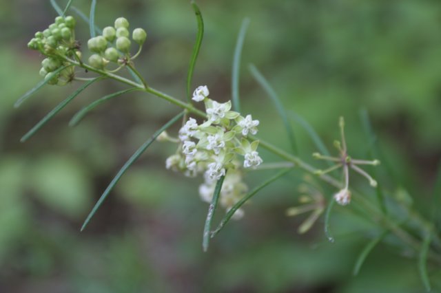 whorledmilkweed.jpg