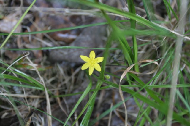 yellowstargrass.jpg