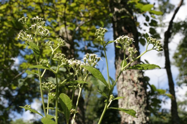 boneset.jpg