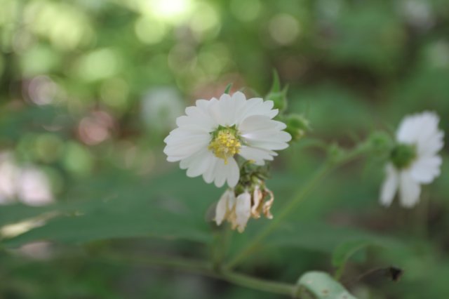 whiteflowerleafcup.jpg