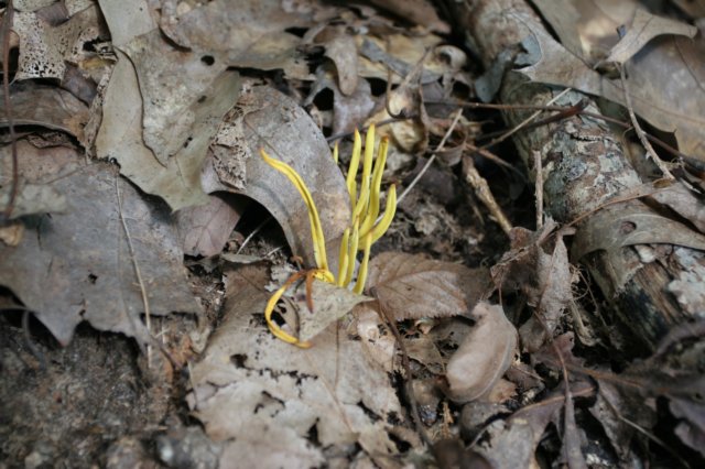 yellowcoralfungus.jpg