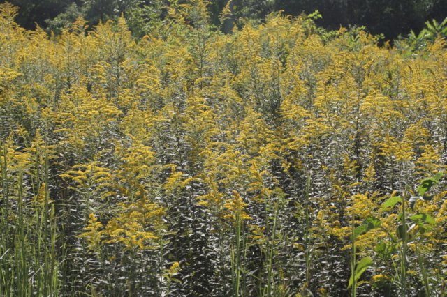 goldenrod.jpg