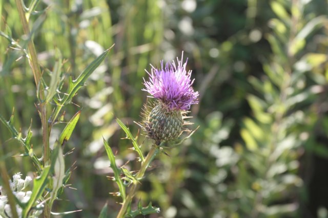 thistle.jpg