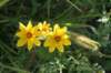 woodlandsunflower_small.jpg