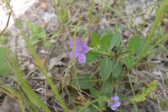 hairyruellia.jpg