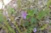 hairyruellia_small.jpg