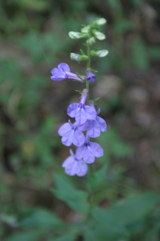 lobelia2.jpg