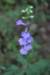 lobelia2_small.jpg