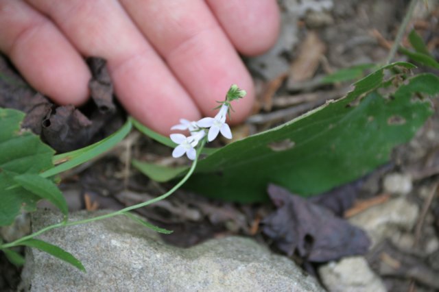 palespikedlobelia.jpg