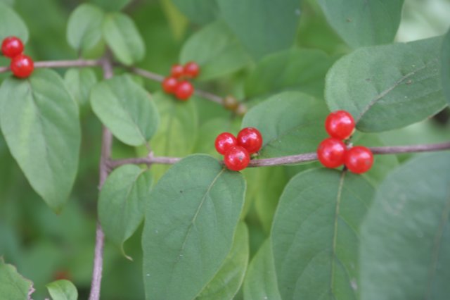 winterberry.jpg