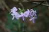 woodlandphlox_small.jpg