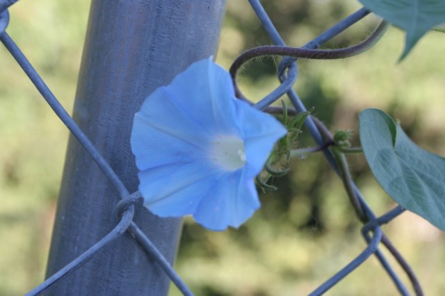morningglory.jpg