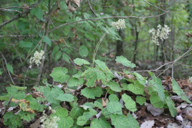 foamflower.jpg