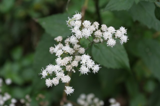 latefloweringthoroughwort.jpg