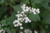 latefloweringthoroughwort_small.jpg