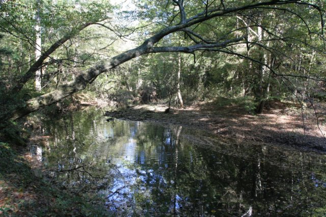 beechcreek.jpg
