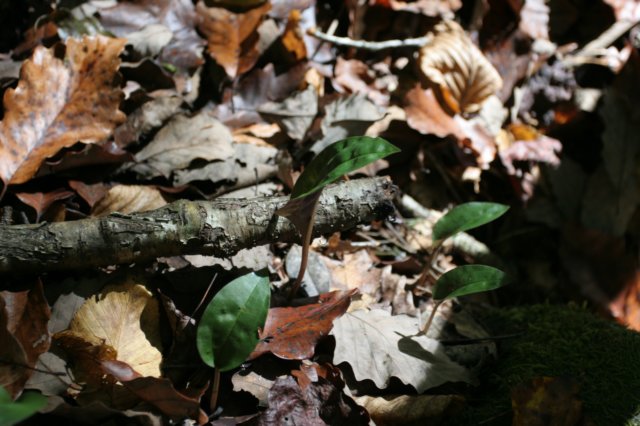 craneflyorchidwinterleaf.jpg