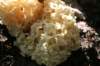 easterncauliflowermushroom_small.jpg