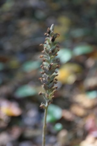 spentbloomsofrattlesnakeplantain.jpg