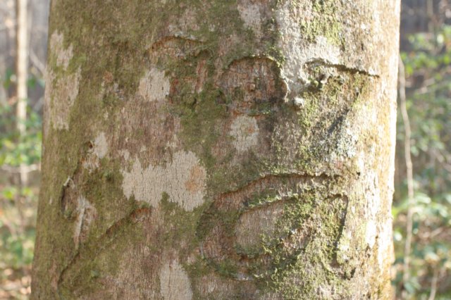 treecarving.jpg
