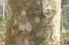 treecarving_small.jpg