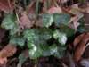 hepatica_small.jpg