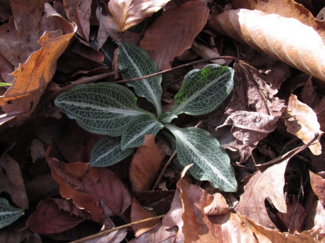 rattlesnakeplantain.jpg
