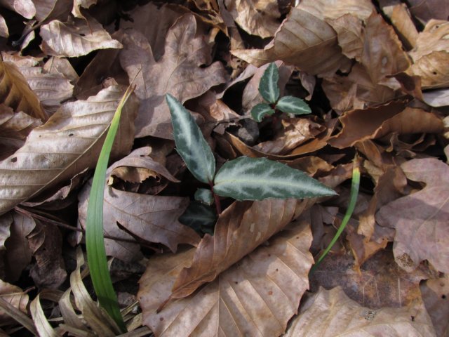 spottedwintergreen.jpg
