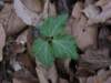 toothwort_small.jpg